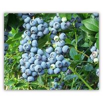 Голубика БЛЮКРОП