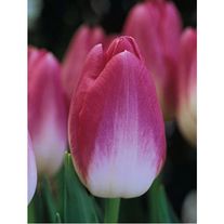 Цветы "Династи"