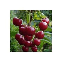 Саженцы вишни