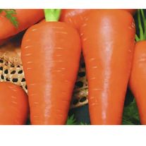 Морковь сорт, "Шантенэ роял"