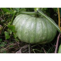 Семена Тыква Веснушка