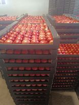 Томат "Пинк Парадайз"