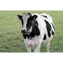 Корова Чёрно-пёстрая