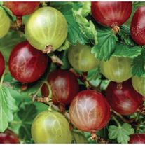 Крыжовник Обыкновенный финский красный