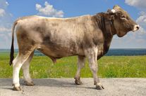 Семя быка Тегеран 441