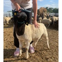 Чистопородные баранчики породы дорпер черноголовые