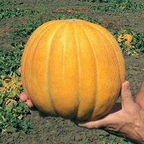 Дыня "Эфиопка" (банка-500гр)