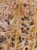 Соя (Glycine max (L.) Merr) ЭН АКЦЕНТ ®