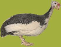 Суточный молодняк "Загорские белогрудые"