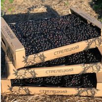 Черная смородина