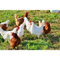 Курочки несушки