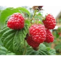 Малина ремонтантная "Таганка"