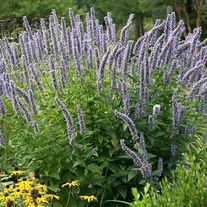 Лофант (Агастахе) анисовый Blue Fortune С3 (3 литра)