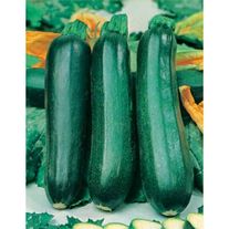 Семена Кабачок Фараон