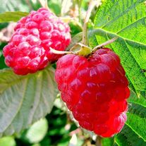 Саженцы открытая корневая система (ОКС): малина летняя "Метеор"