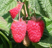 Саженцы открытая корневая система (ОКС): ремонтантная малина "Брянское диво"