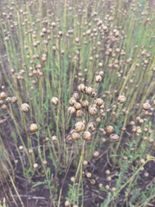 Лен масличный РС1 "Каолин"