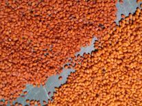 Семена рыжика озимого сорт Адамас