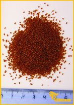 Семена рыжика озимого сорт Передовик