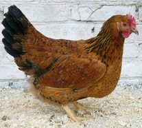 Петух "Кучинская юбилейная"