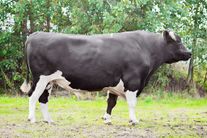 Семя быка Минор 20327