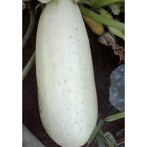 Кабачок грибовский белокочанный