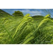 Куры Несушки Брама