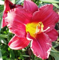 Лилейник гибридный 'Карамелька' (селекция бот.сада)