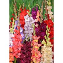 Клубнелуковицы гладиолуса