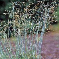 Мятлик сизый Blue Hills С1 (1 литр)