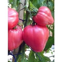 Томат "Воловье Сердце"