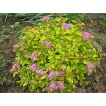 Спирея японская "Голден Принцесс"