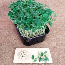 Микрозелень горошка