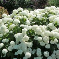 Гортензия древовидная, Аннабель (ЗКС1лет)V2л