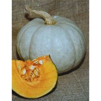 Семена Тыква Грибовская зимняя