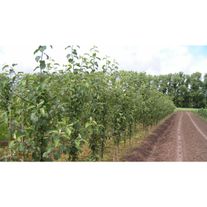 Груша 1 летка (I сорт) Любимица Яковлева