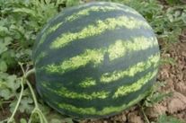 Семена арбуза "Бонта" F1, упаковка - 1000 шт