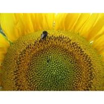 Подсолнечник Бузулук, РС1