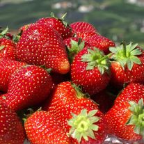 Клубника лесная, сорт «Мелкоплодная Арона»