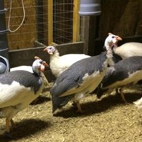 Цесарка Крапчатая,Голубая,Белая Волжская