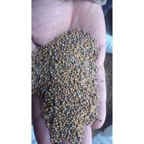 Семена горчицы, сорт "Рапсодия"