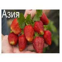 Клубника "Азия"