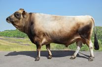 Семя быка Нильс 67342468