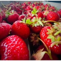 Клубника "Корона"