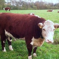 Бык Герефорд