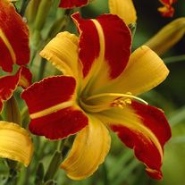 Лилейник гибридный, Франс Халс