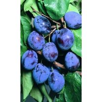 Слива Чебаркульская