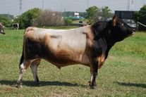 Семя быка Милениум 1317