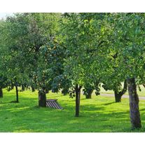 Айва японская