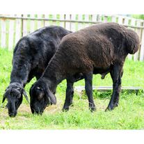 Овца Эдильбаевской породы